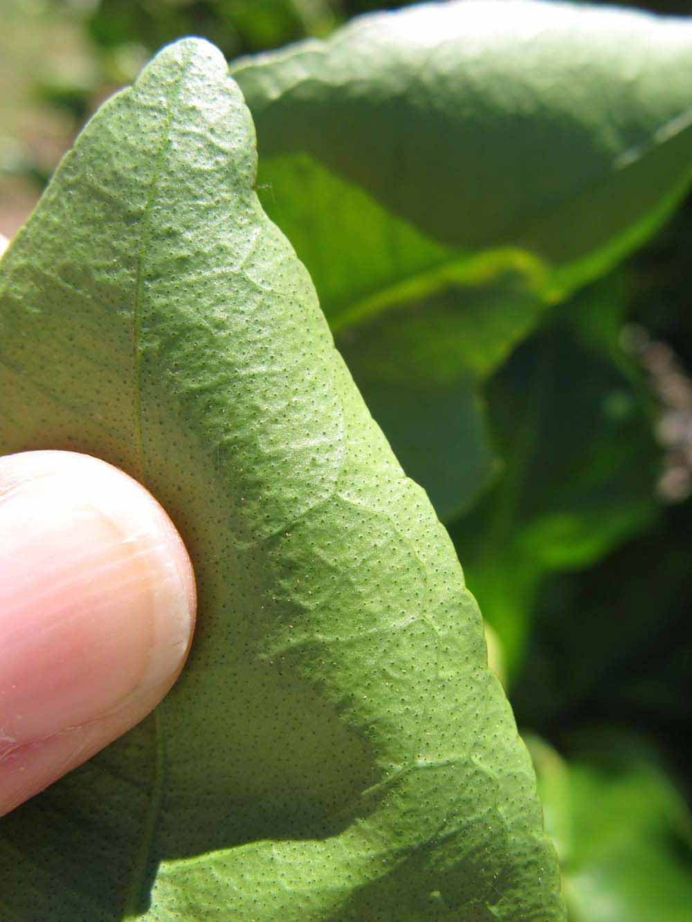              Margin (Winter Haven, FL)       